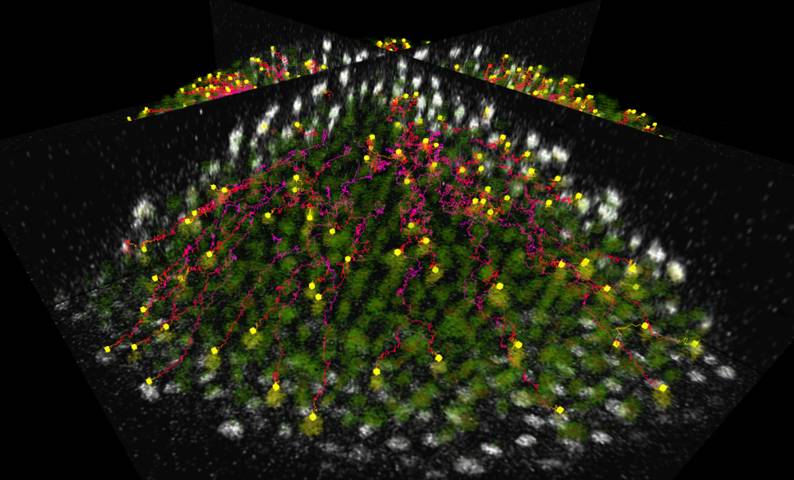 Zebrafish nuclei tracking (trajectories in red) during gastrulation