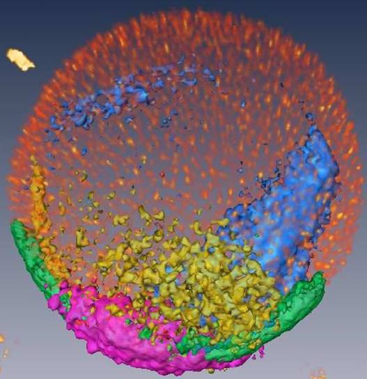 Animal pole views of the zebrafish 3D Atlas where the 5 genes were registered: gsc (red), chd (purple), spt (green), snail (blue) and atv (yellow).